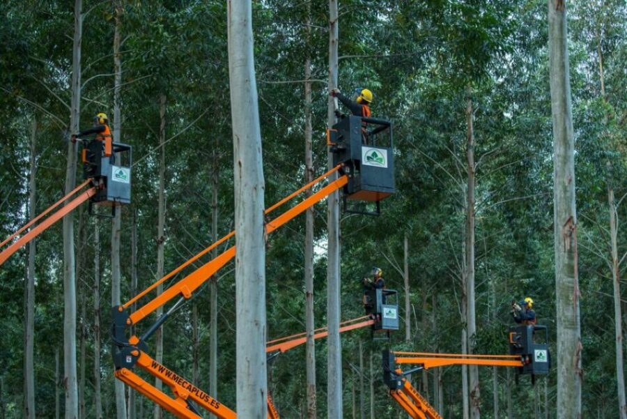 Een aantal hoogwerkers tussen Red Grandis bomen