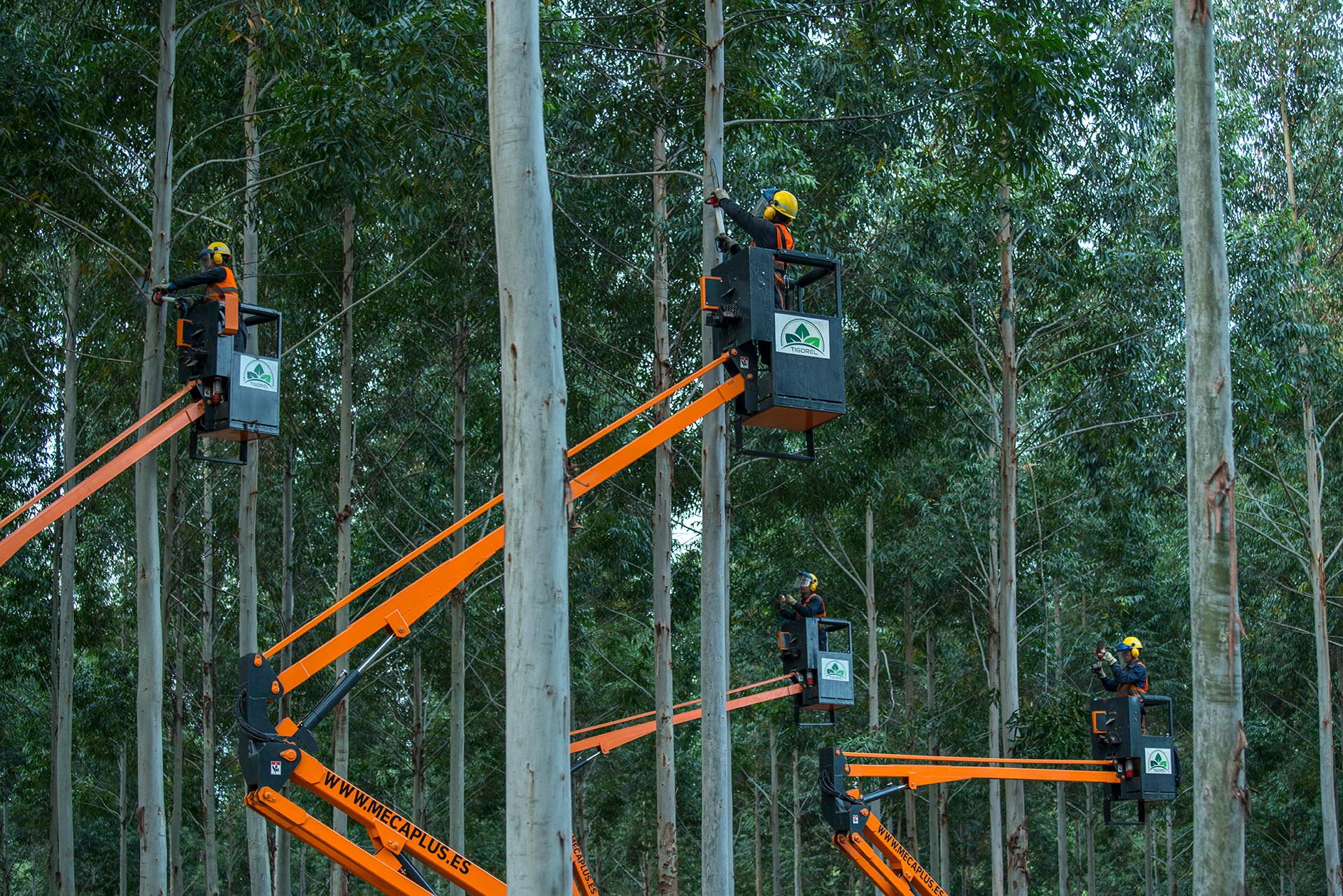 Een aantal hoogwerkers tussen Red Grandis bomen
