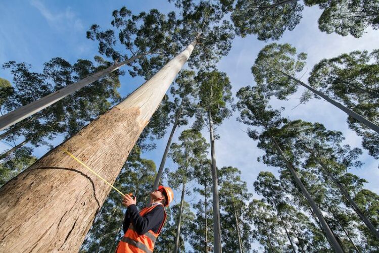 Een medewerker van de plantage meet de omtrek van een red grandis boomstam
