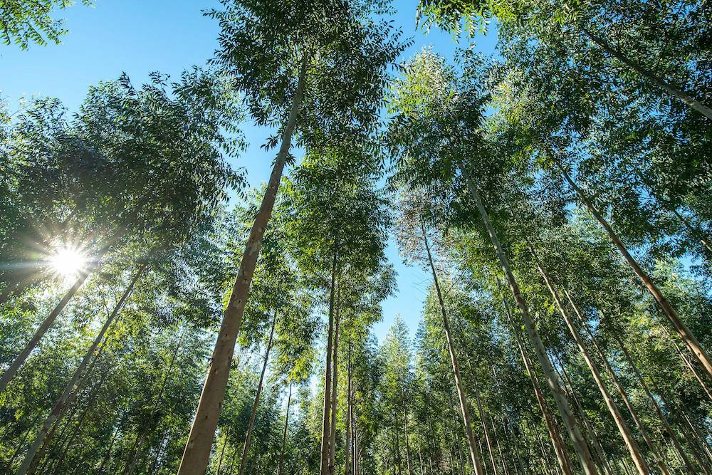 onderaanzicht van Red Grandis plantagebomen